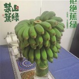 新鲜可食用禁止蕉绿办公室绿色水培植物装饰拒绝蕉绿小米蕉