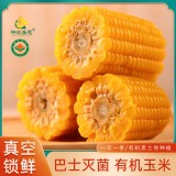 东北有机糯玉米8支装黄玉米软糯香甜玉米厂家批发玉米可一件代发