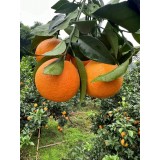四川新鲜爱媛38果冻橙当季新鲜水果一件代发