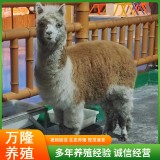 宠物羊 农庄互动羊驼 成年羊驼 出售羊驼活体 室内宠物小羊驼