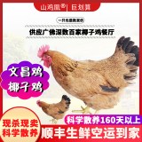 【山鸡凰】文昌鸡海南农家散养椰子鸡新鲜整鸡走地鸡土鲜鸡肉批发