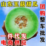山东玉菇甜瓜新鲜水果 一件代发 当季头茬翡翠蜜瓜香瓜冰淇淋密瓜