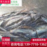 叉尾鱼鱼 基地供应优质叉尾鮰 叉尾鮰鱼苗 高成活率鮰鱼