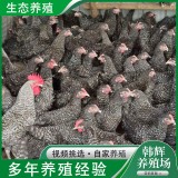 纯种芦花鸡出售我厂主营芦花鸡苗青年芦花鸡成年芦花鸡芦花鸡蛋