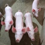 长白大白二元母猪 白猪猪苗价格 育肥长白猪猪崽 活体三元仔猪
