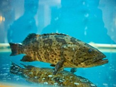 淡水石斑鱼养殖技术方法