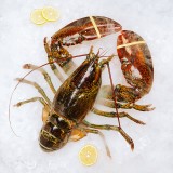 波士顿龙虾生冻宴会酒席海鲜食用水产速冻海鲜500-750克一只