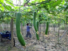 丝瓜怎样种植才能多结果瓜